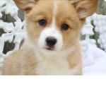 CORGIII CLUB