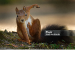 squirrels society