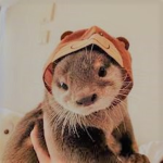swaggy otters