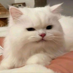 파랭의 그룹