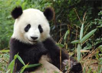 panda fan group