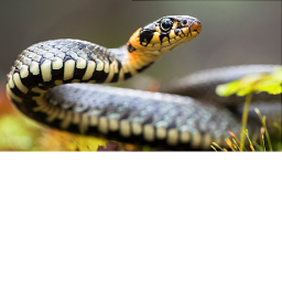 Snake Hang Out [ Graphics Update ]