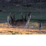 Freedom for horses
