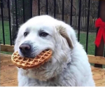 deepfriedwaffles's group