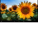 Sunny Sunflower Sloths