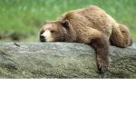 Walrus group/ Grizzly bear group