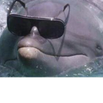 dolphin cult