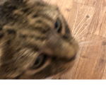 the cat group (meow)