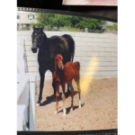 BBB Performance Horses