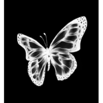 •Shunshinestars__•