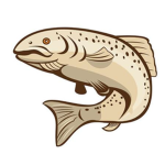 Trout Studios