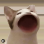 POPCATCRAZY