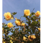 The Yellow Rose Clothing shop