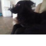 My dog is so lovely