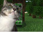 cutest animal ever! AKA cats!!!