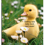 Lucky ducky fan club