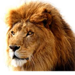 Lion social club