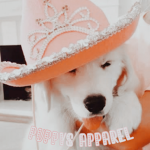 puppys apparel