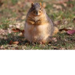 The Squirrelly Whirls