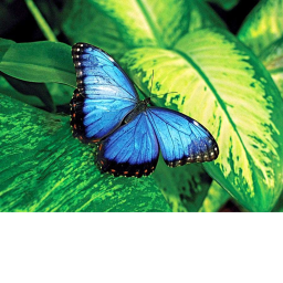 Kayla’s Butterflies's