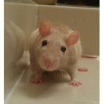 Ratty's Squad