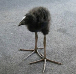 Raven's Perch