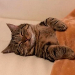 paws n' bones