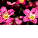 Flower's : )