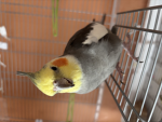 birdini nation
