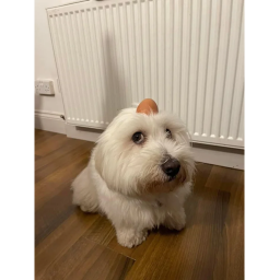 This dog is fdup