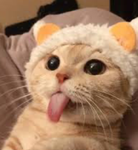 Cat people:3