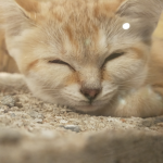 しあねのお部屋！