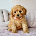 Puppy_Club!
