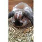 Bunneh Lovers!