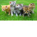 KITTY_CAT_ARMY