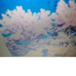 Coral survivors