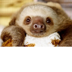 Save the Animals of the planet