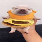Burger Pibble
