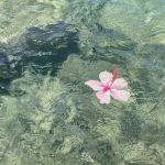 BrqklynnsCove