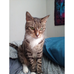Memes meows :3
