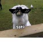 Gangster! Animals!