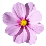 robux give _away