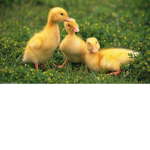 duckies are kool