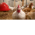 chicken group very very chickenly