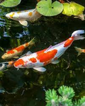 FISH OF WATER AND LAND