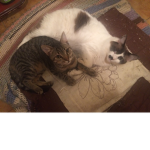 my friendlys