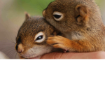 Squirrel online
