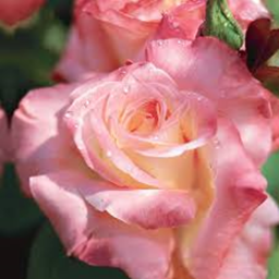 You're Beautiful As Rose's Place Number: 0