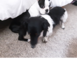 dogs of heaven