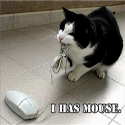 funny cat Roblox decal